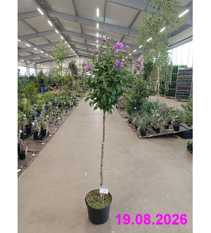 Hibiscus syr. 'French Cabaret Purple'® C 10 L